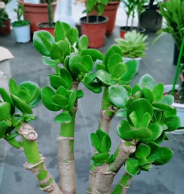 玉樹的葉片被凍傷以後，應該怎麼處理