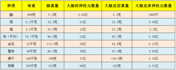 狗到底有多聰明?平均能聽懂89個單詞,相當於18個月大嬰兒 狗到底有多聰明?平均能聽懂89個單詞,相當於18個月大嬰兒