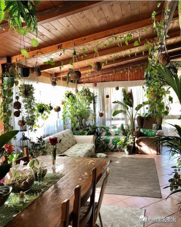 被疫情困太久，歐美年輕人開始瘋狂囤積綠植，借錢都要買？