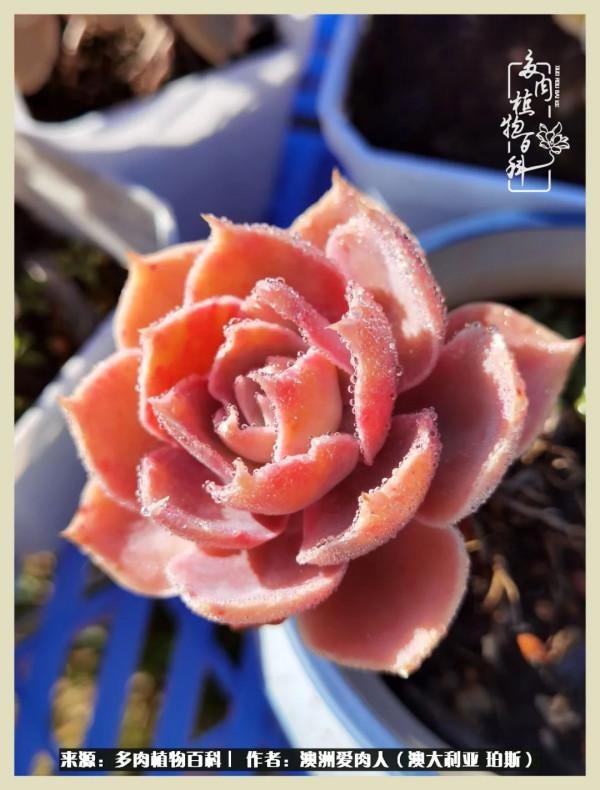 多肉變胖純屬正常,我的變胖卻是工傷 多肉變胖純屬正常,我的變胖卻是工傷