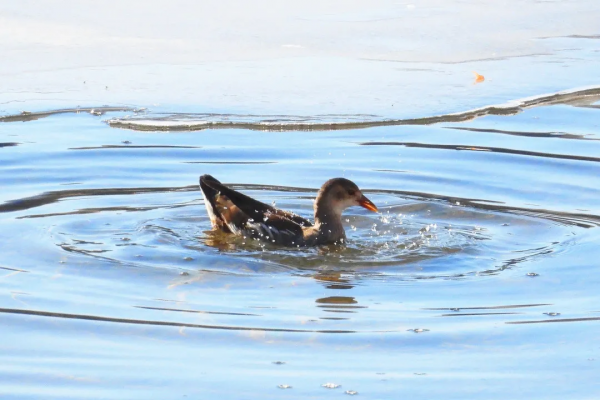 寒冬中 錫伯河上的它們何去何從? 寒冬中 錫伯河上的它們何去何從?