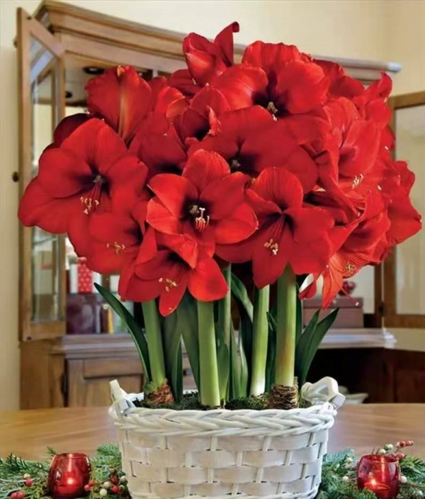 適合客廳養的5種漂亮花,喜慶大氣又吉祥,幸福感滿滿 適合客廳養的5種漂亮花,喜慶大氣又吉祥,幸福感滿滿