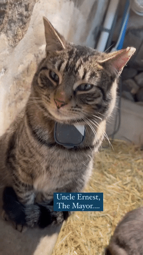有社交牛逼症的狸花貓，征服了農場所有動物，成為了農場的代言人