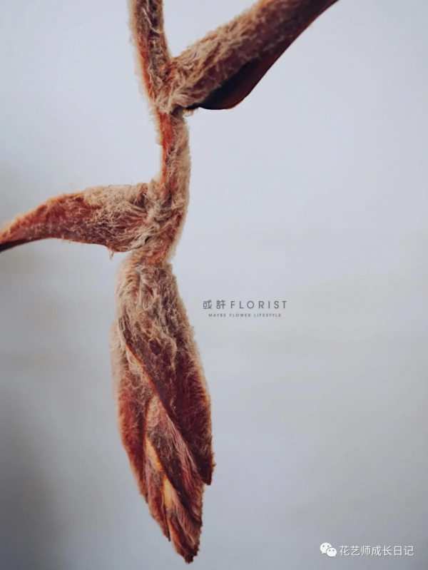 每日一花 | 毛毛鳥蠍尾蕉，小眾且高階的秋日花材~vol.16