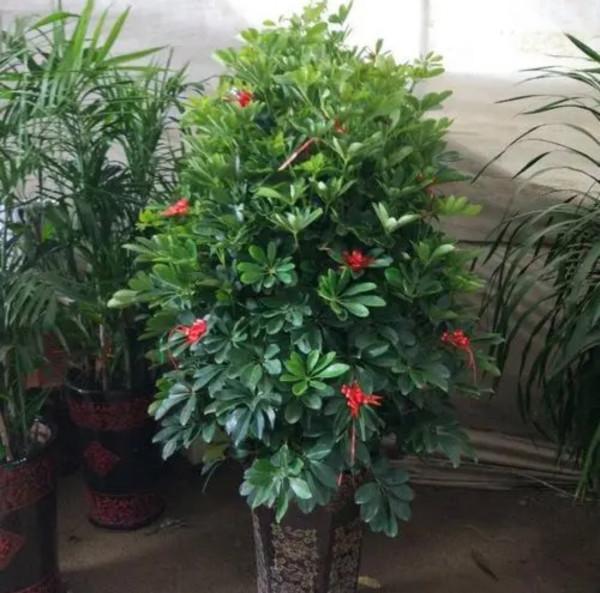 春節要到了，家裡養4種“招財樹”，美觀大方，寓意好