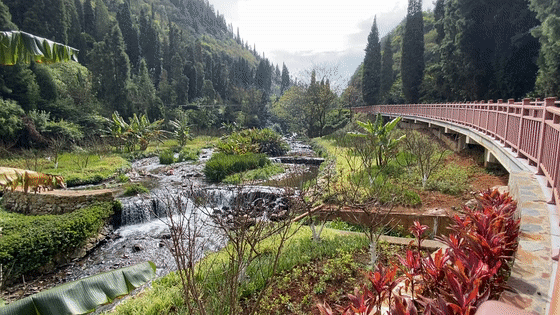 箇舊寶藏景緻上新！一水百花一步道，新年迎春正當時！