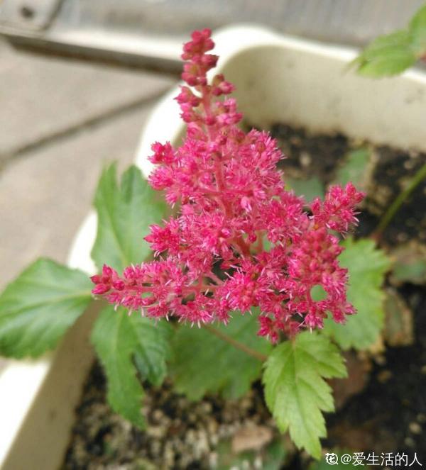 5種花,光聽名字就很美,看到實物後,網友感嘆:名不虛傳 5種花,光聽名字就很美,看到實物後,網友感嘆:名不虛傳