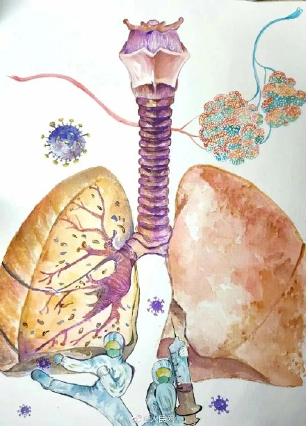 來吧,展示!蘭大醫學生手繪人體解剖圖 來吧,展示!蘭大醫學生手繪人體解剖圖