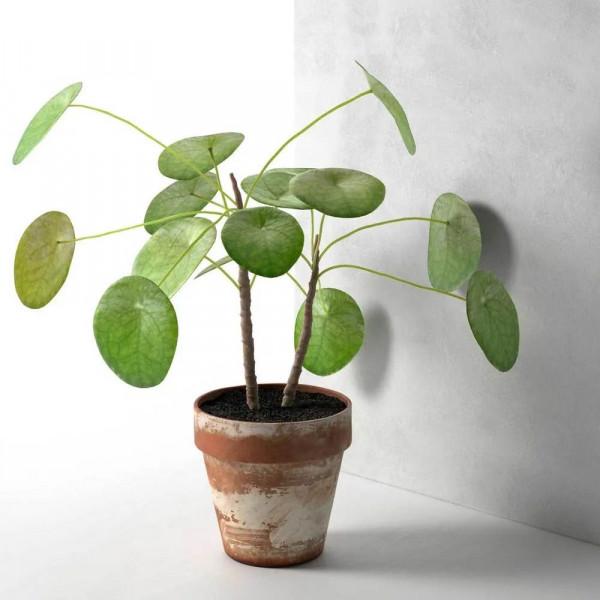 可以長成盆栽小樹苗的鏡面草，葉子圓潤翠綠，在國外特別流行