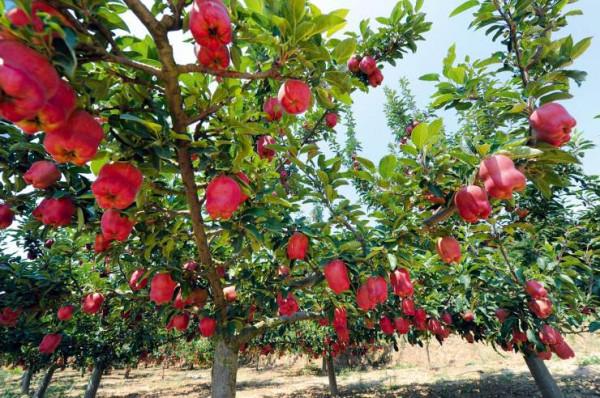 全中國哪裡的蘋果最好吃?請認清這5個產地,甜美清脆,果中珍品 全中國哪裡的蘋果最好吃?請認清這5個產地,甜美清脆,果中珍品
