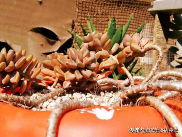 大開眼界,原來生活中的好多東西都可以拿來養多肉,這下可省錢了 大開眼界,原來生活中的好多東西都可以拿來養多肉,這下可省錢了