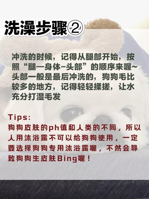 狗狗洗澡三步曲~詳細洗澡步驟