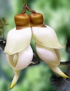 朱雀花（別名白花油麻藤）