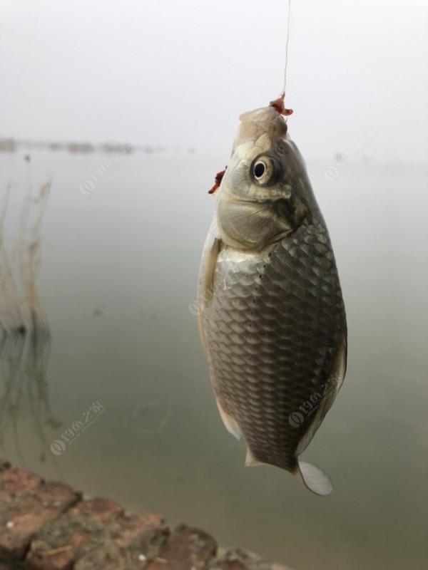 2021垂釣日誌之80，成子湖釣大水面沒想到魚口這麼瘋