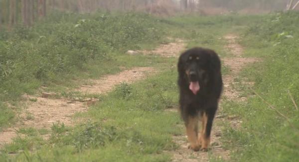 妻搬進新房,得知小區不讓養大型犬,藏獒竟咬舌自盡!催淚片 妻搬進新房,得知小區不讓養大型犬,藏獒竟咬舌自盡!催淚片