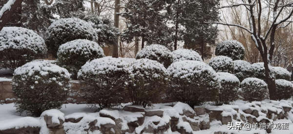 難覽觀園全畫景 雪覆臘梅一隅香&mdash;&mdash;踏雪尋遊北京大觀園