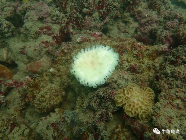 終極聖鬥士——珊瑚的彩色花路 終極聖鬥士——珊瑚的彩色花路