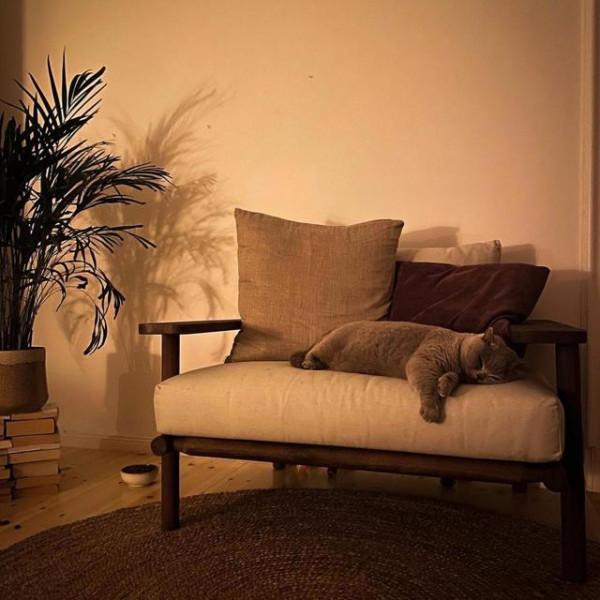 這位50歲阿姨，把3000株植物搬回家，讓家居生活，充滿寧靜的驚喜