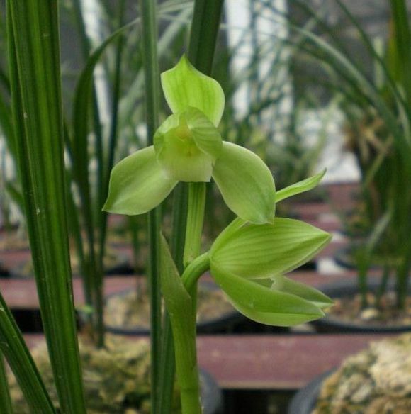 三年前,他靠玩蘭獲利上百萬元,後來轉行投資餐飲,最終血本無歸 三年前,他靠玩蘭獲利上百萬元,後來轉行投資餐飲,最終血本無歸