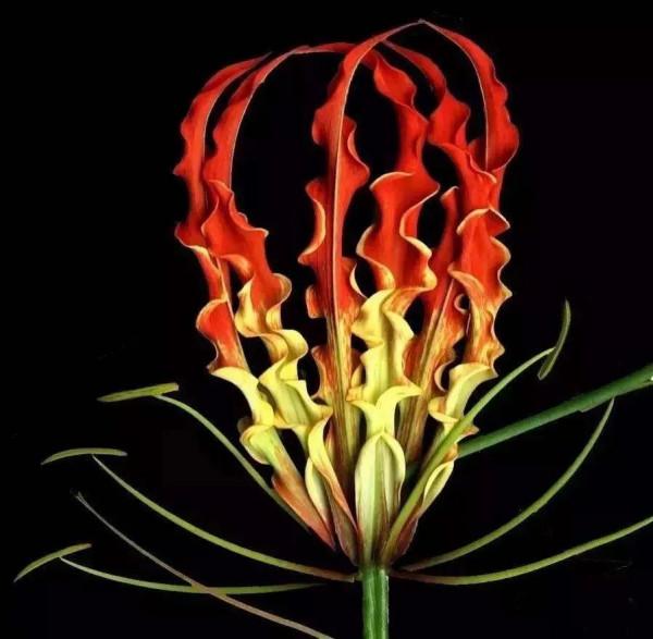 發現不一樣的花草，領悟大自然的奇妙