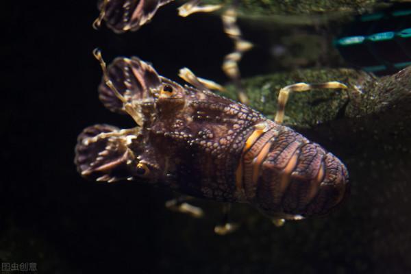 關於動物的20個冷知識,有多少是您不知道的呢?一起來看看吧 關於動物的20個冷知識,有多少是您不知道的呢?一起來看看吧