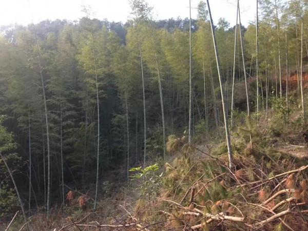 竹筒飯,叫花雞,烤番薯……廣東大山深處的美味 竹筒飯,叫花雞,烤番薯……廣東大山深處的美味