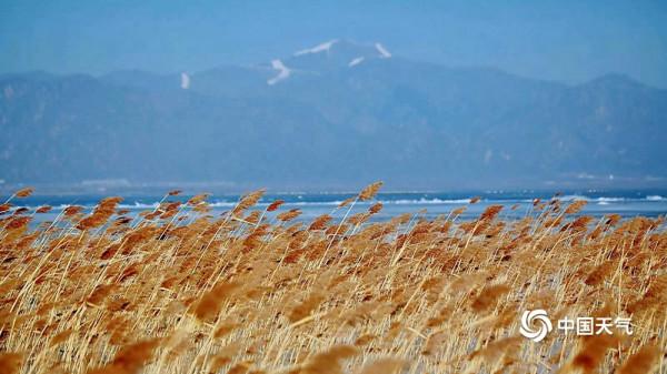 北京延慶:數千只灰鶴翩翩起舞 形成一道亮麗風景線 北京延慶:數千只灰鶴翩翩起舞 形成一道亮麗風景線