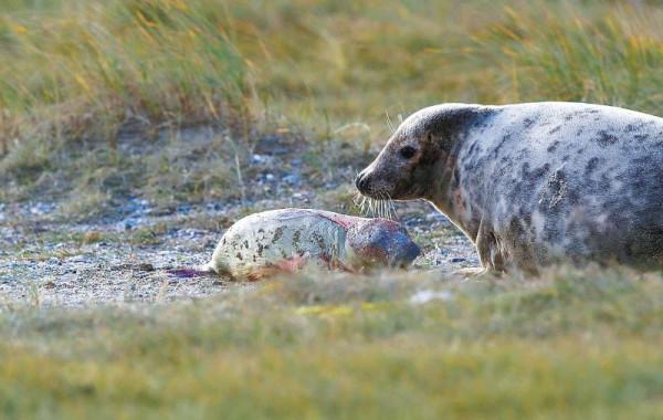 林草科普|斑海豹提前一月回到遼河口 林草科普|斑海豹提前一月回到遼河口