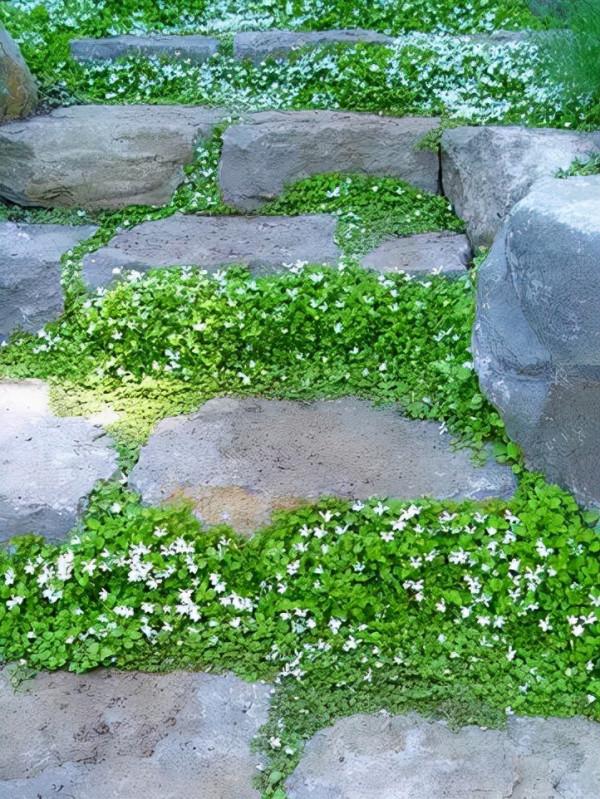 石頭縫裡這樣玩，它也可以成為庭院裡一道亮麗的景緻