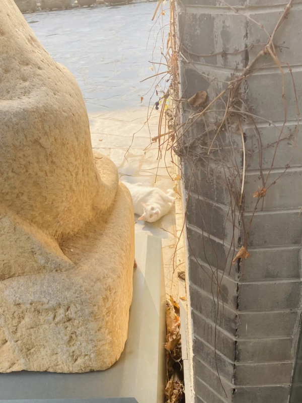 岳家槍和楊家槍能區分了嗎？