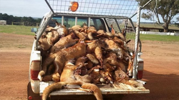 澳大利亞山羊也能氾濫,破壞生態讓人無可奈何,為何不用吃來解決 澳大利亞山羊也能氾濫,破壞生態讓人無可奈何,為何不用吃來解決