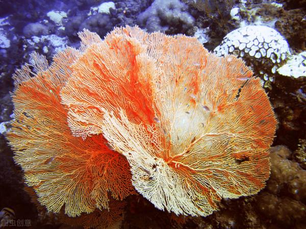 大自然之美——海底之豔 大自然之美——海底之豔