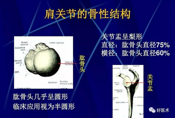 86張全身關節應用解剖精講，這篇文章值得收藏