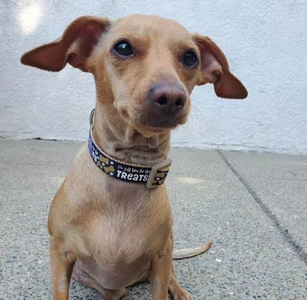 狗子因過於肥胖被拋棄，新主人幫它減肥成功後脫胎換骨