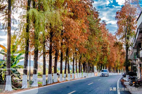 中國存在感最低的山區縣，有條公路落羽杉22公里，廣東很少人知道