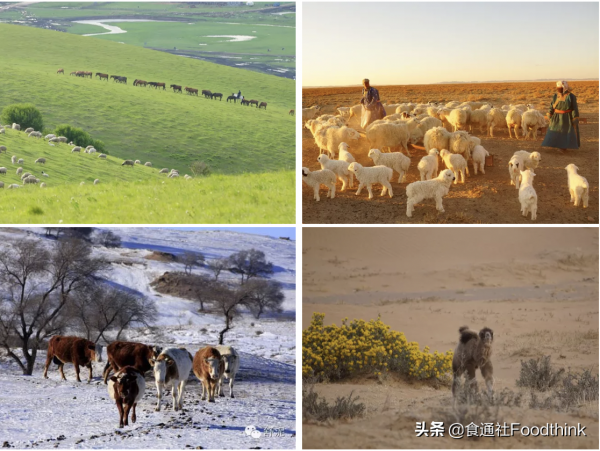 傳承本土知識，保護草原故鄉 |《遊牧的智慧》書評