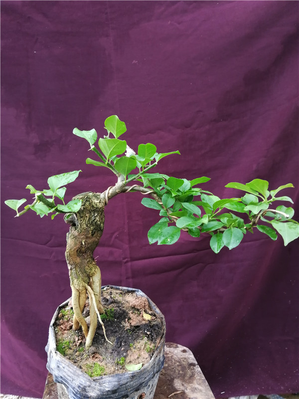 4種“便宜花”，多修剪少澆水，養成高價盆景，價格翻倍