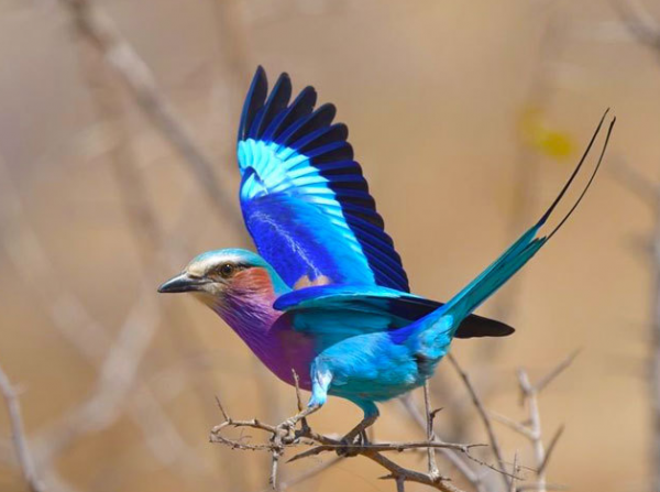 兩種“佛系”的鳥類：一種名字佛系，一種靠佛系活著