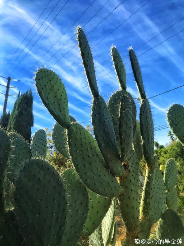 4種花天生“窮命”，環境越差長得越好，十分好養