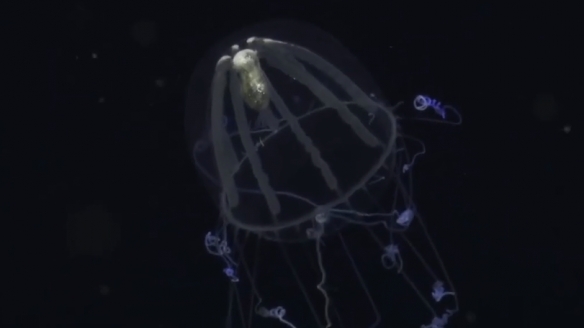 蒙特利灣水族館研究所2021年珍稀深海生物攝影盤點