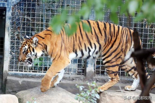 虎頭虎腦 虎虎生威 這波老虎表情包值得擁有