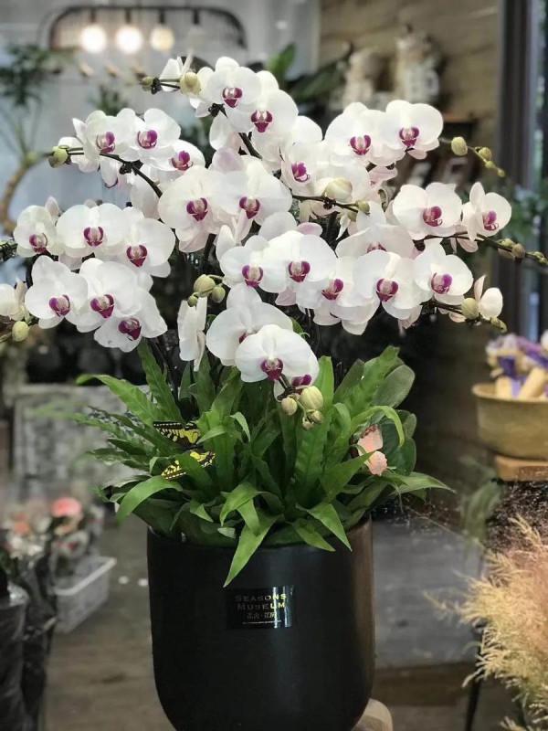 漂亮的蝴蝶蘭大全，顏色各異、姿態萬千