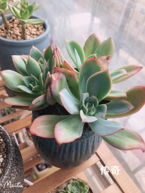 哈哈愛肉肉啊 哈哈愛肉肉啊