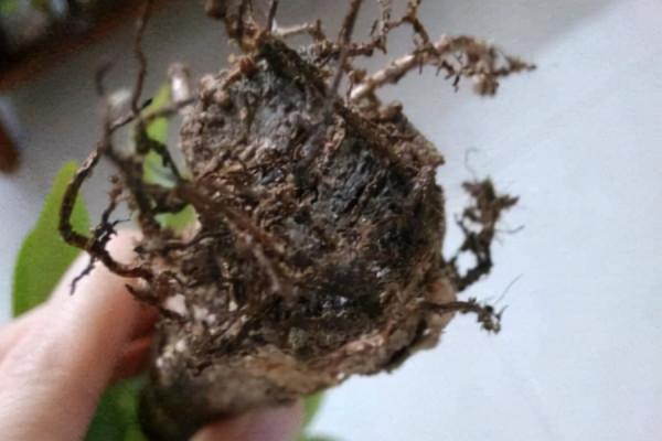 發財樹為什麼總“爛根”？網友哭了：連買三盆，就是養不活？