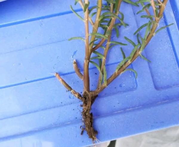 容易因多澆水而死的“18種花”，養不活都是由於手太勤