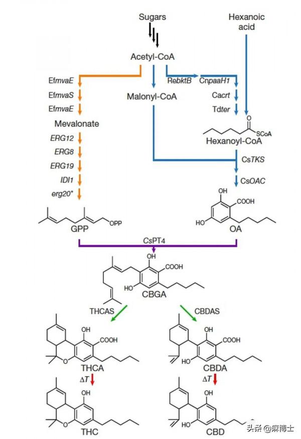 工業大麻的革命性賽道 工業大麻的革命性賽道