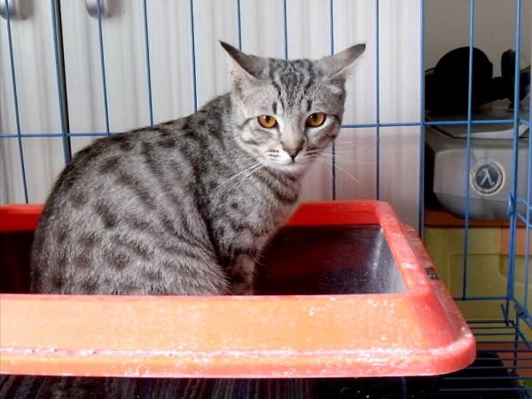 這幾種貓的體味真的很重,名副其實的“臭貓” 這幾種貓的體味真的很重,名副其實的“臭貓”