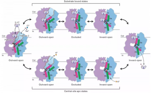 腦科學日報：完美主義的標準對於創造力思維有利還是有害？