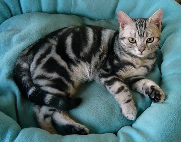 美短貓從幾歲開始步入晚年？老了之後，該如何照顧才對？