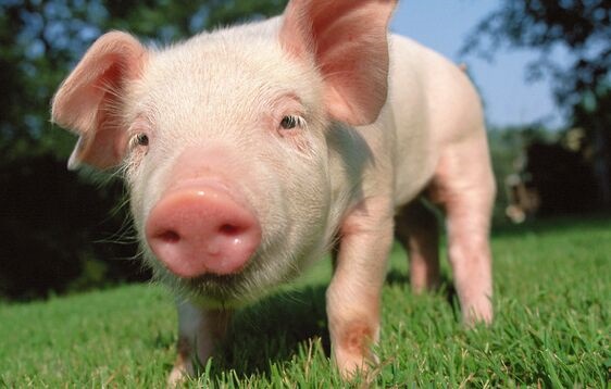 全球首例！美國一名心臟病患者成功移植轉基因豬心臟 術後3天情況良好